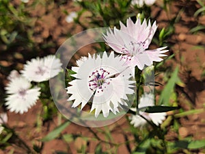 Dianthus barbatus flower in garden.