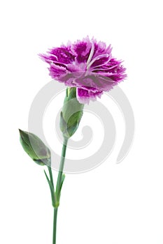 Dianthus barbatus garden flower or Sweet William
