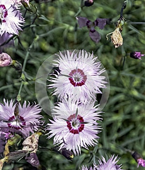 Dianthus barbatus known as sweet William - species of flowering plant in the family Caryophyllaceae