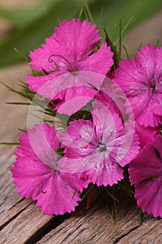 Dianthus barbatus pink flowers on the wooden table closeup.