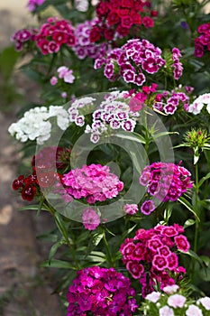 Dianthus barbatus Sweet William Flower, bright multi-colored Turkish carnation blooms in the flowerbed. Floral background, white