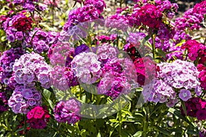 Dianthus Barbatus Sweet William flowering plants in a garden.