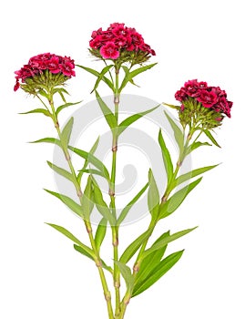 Dianthus barbatus Sweet William flowers
