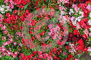 Dianthus barbatus (Sweet William) flowers