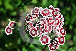 Dianthus barbatus Sweet William flowers blooming on glade, top view, green soft background