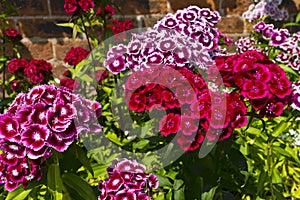 Dianthus barbatus (sweet william) flowers in a garden.