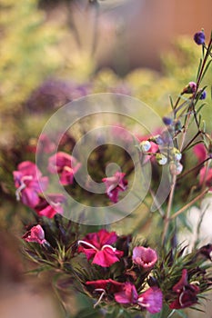 Dianthus barbatus wax 6289