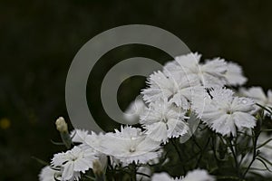 Dianthus Barbatus white flowers  with soft petals and little water droplets