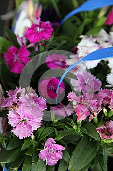 Dianthus