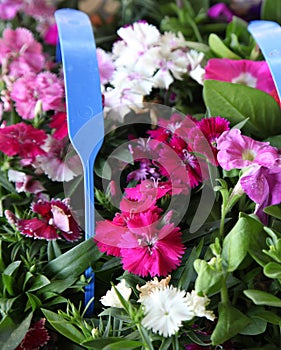 Dianthus