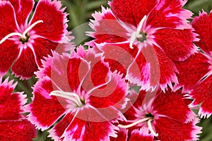 Red and Pink Dianthus \'Brigette\' Flowers photo