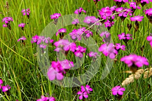 Dianthus callizonus