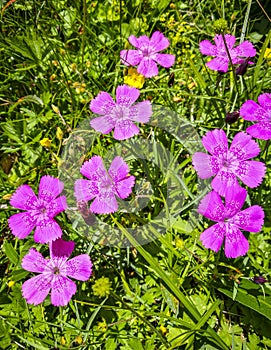 Dianthus callizonus endemic flower from Romania