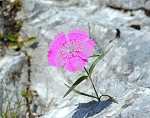 Dianthus callizonus