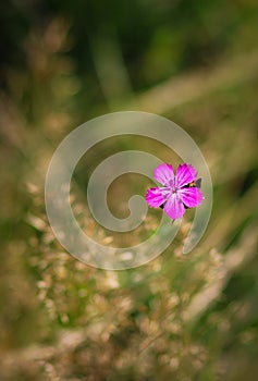 Dianthus callizonus a protected species of wild flower endemic to the Piatra Craiului Mountains