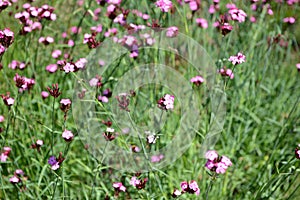 Dianthus carthusianorum (Carthusian Pink)