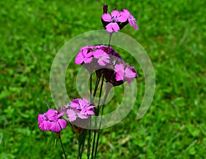 Dianthus carthusianorum Carthusian Pink on green meadow photo
