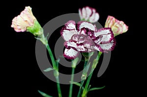 Dianthus caryophyllus photo