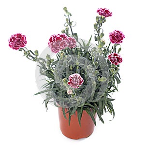 Dianthus caryophyllus