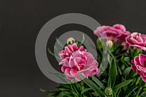 Dianthus caryophyllus on black background