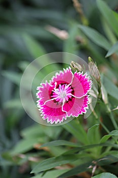 white-pink gradations of Clavel plant flower (Dianthus caryophyllus) on vertical photo format photo