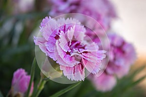 Dianthus caryophyllus - Cravo - Cravo-de-rosa photo