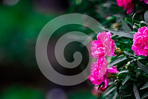 Dianthus caryophyllus L. In ancient Greek popular flower garlands to wear a head to athletes.