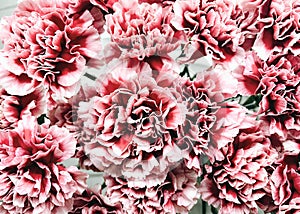 Dianthus caryophyllus L. Lush red-pink carnations photo