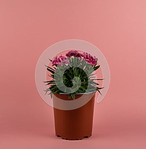 Dianthus caryophyllus on pink background