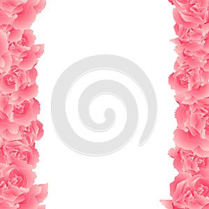 Dianthus caryophyllus - Pink Carnation Flower Border. Vector Illustration