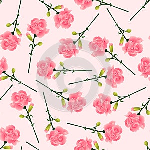 Dianthus caryophyllus - Pink Carnation Flower on Pink Background. Vector Illustration