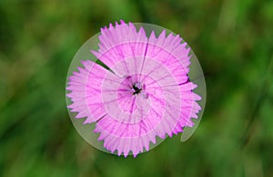 Dianthus (Cernation pink)