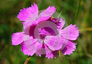 Dianthus (Cernation pink)