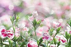 Dianthus chinensis (China Pink)