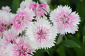 Dianthus chinensis (China Pink)