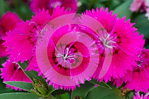 Dianthus chinensis (China Pink)