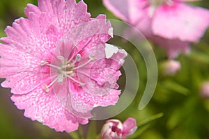 Dianthus chinensis china pink closeup