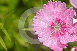 Dianthus chinensis china pink closeup