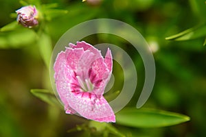 Dianthus chinensis china pink closeup bud