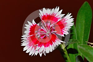 Dianthus chinensis China Pink, Pune