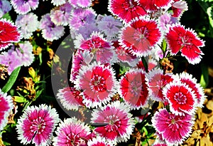 Dianthus chinensis (China Pink)