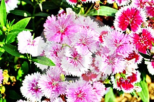 Dianthus chinensis (China Pink)