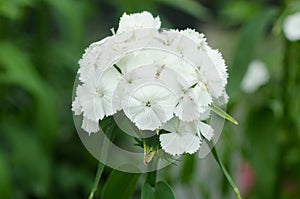 Dianthus chinensis