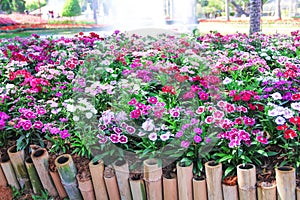 Dianthus chinensis flowers caryophyllaceae blooming with small bamboo wood fence , fountain decorative in park background photo