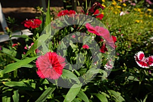 Dianthus Chinensis Flowers