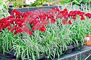 Dianthus chinensis Red (carnations flowers)