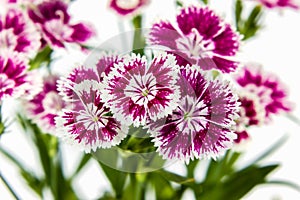 Dianthus chinensis (China Pink) Flowers