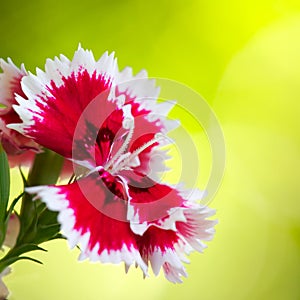 Dianthus closeup