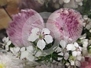 Dianthus deltoides or Carnation or Sweet william flower.