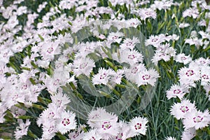 Dianthus deltoides with lots of light pink flowers